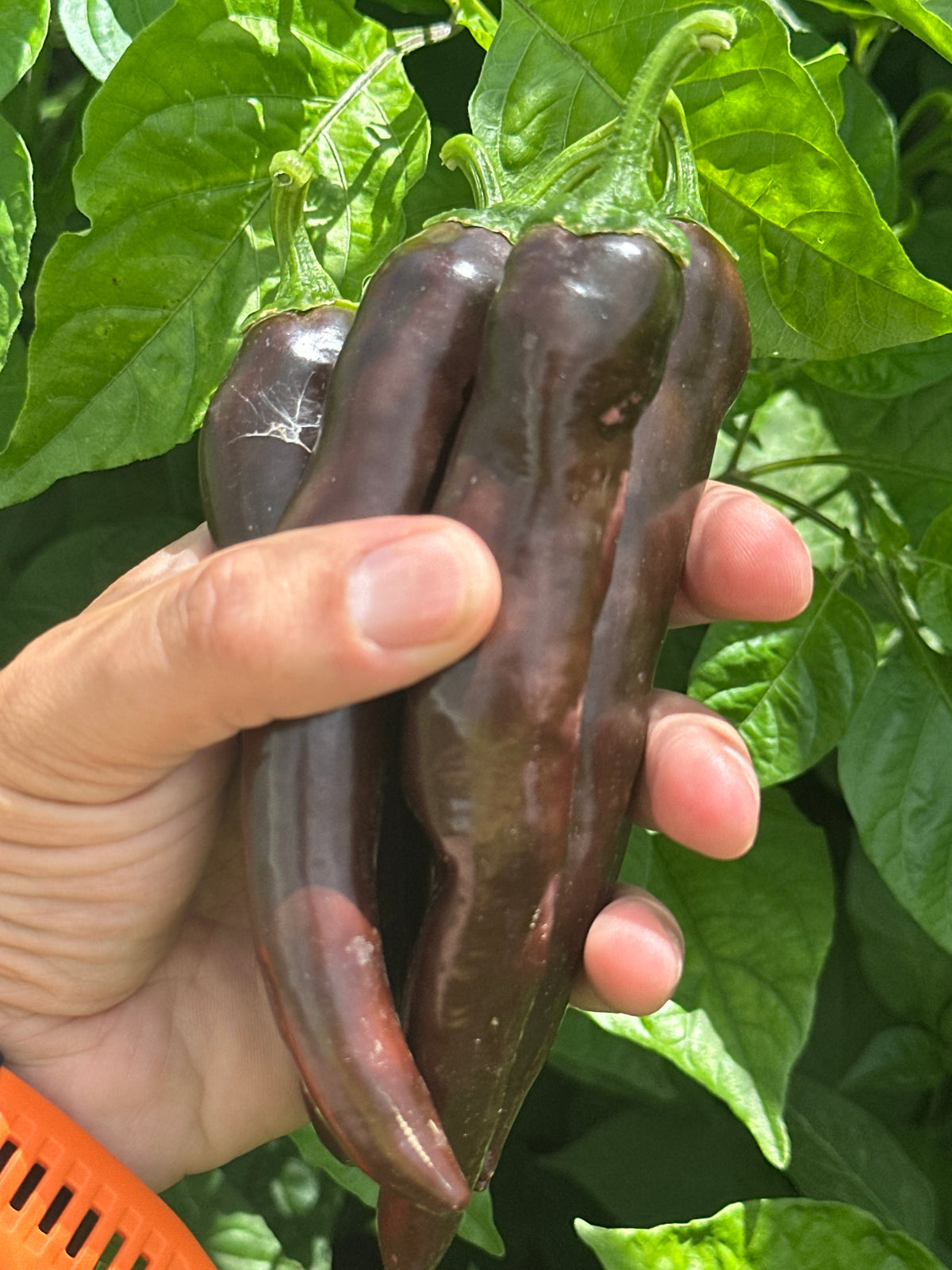 Chocolate Bananapeno  Pepper Seeds -   20+ Hot Pepper Seeds