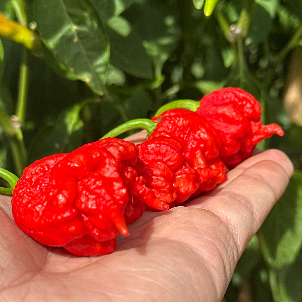 Reaper  Pepper Seeds - 20+ Super Hot Pepper Seeds
