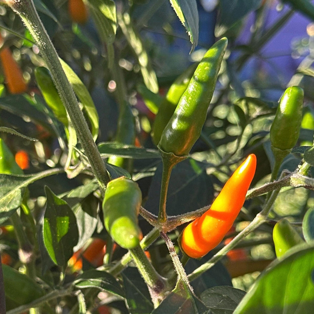 Jeracuaro Orange Pepper Seeds - 20+ Hot Pepper Seeds