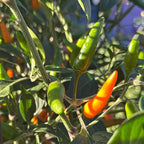 Jeracuaro Orange Pepper Seeds - 20+ Hot Pepper Seeds