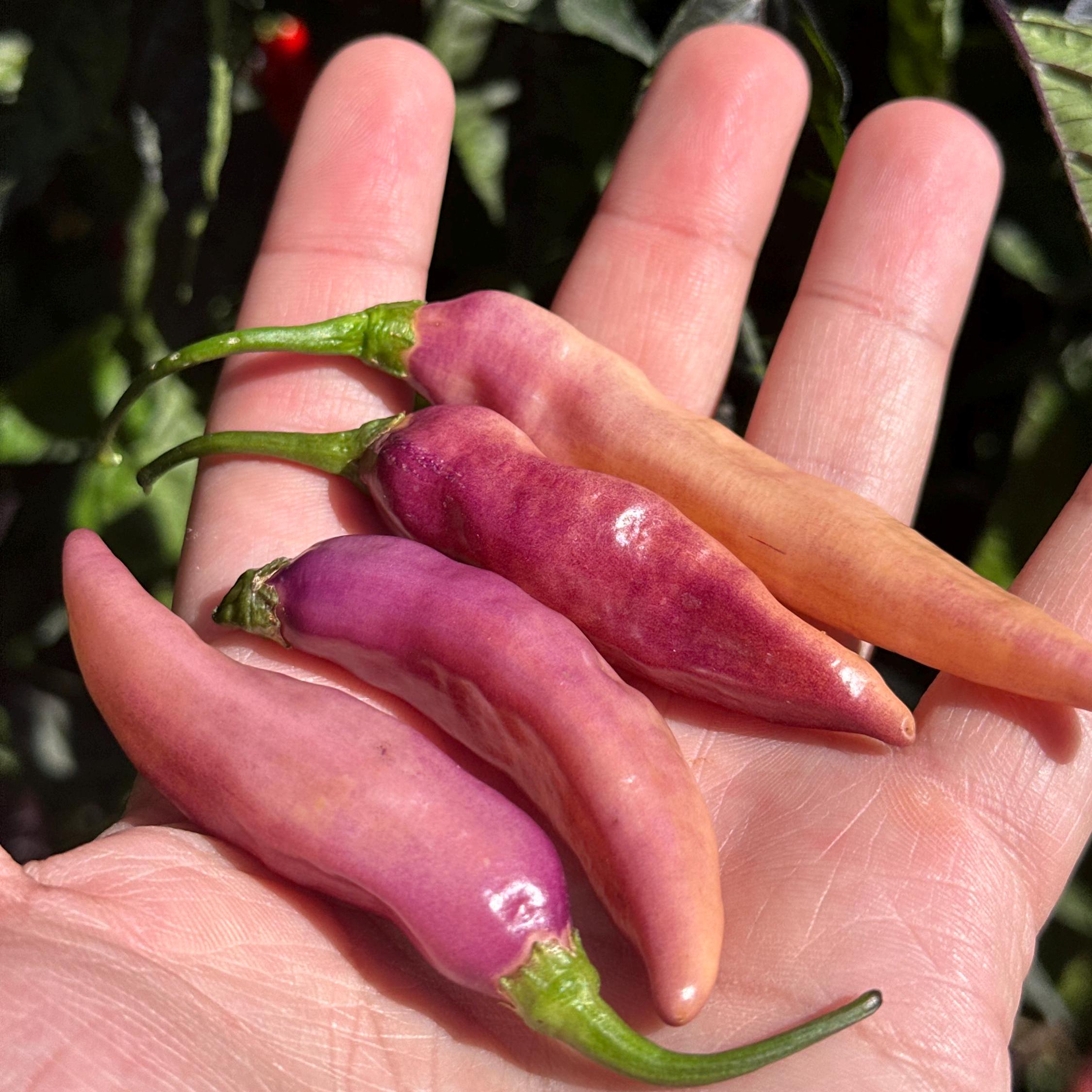 Amethyst Fire Pepper Seeds  -  20+ Pepper Seeds