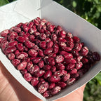 Cranberry Bush Bean Seeds- 25 + Seeds