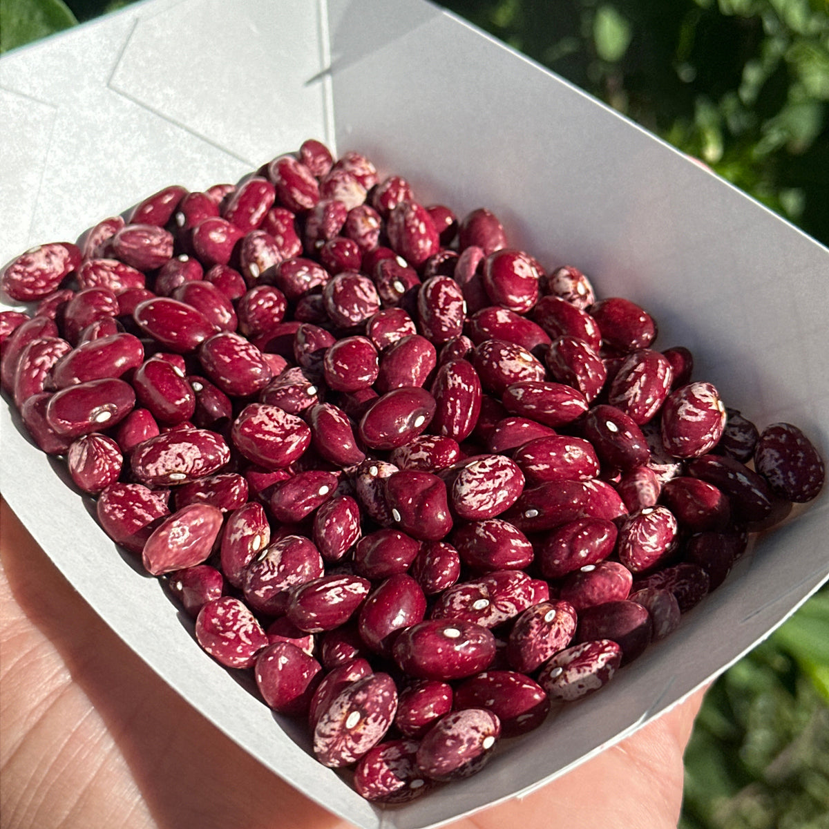 Cranberry Bush Bean Seeds- 25 + Seeds
