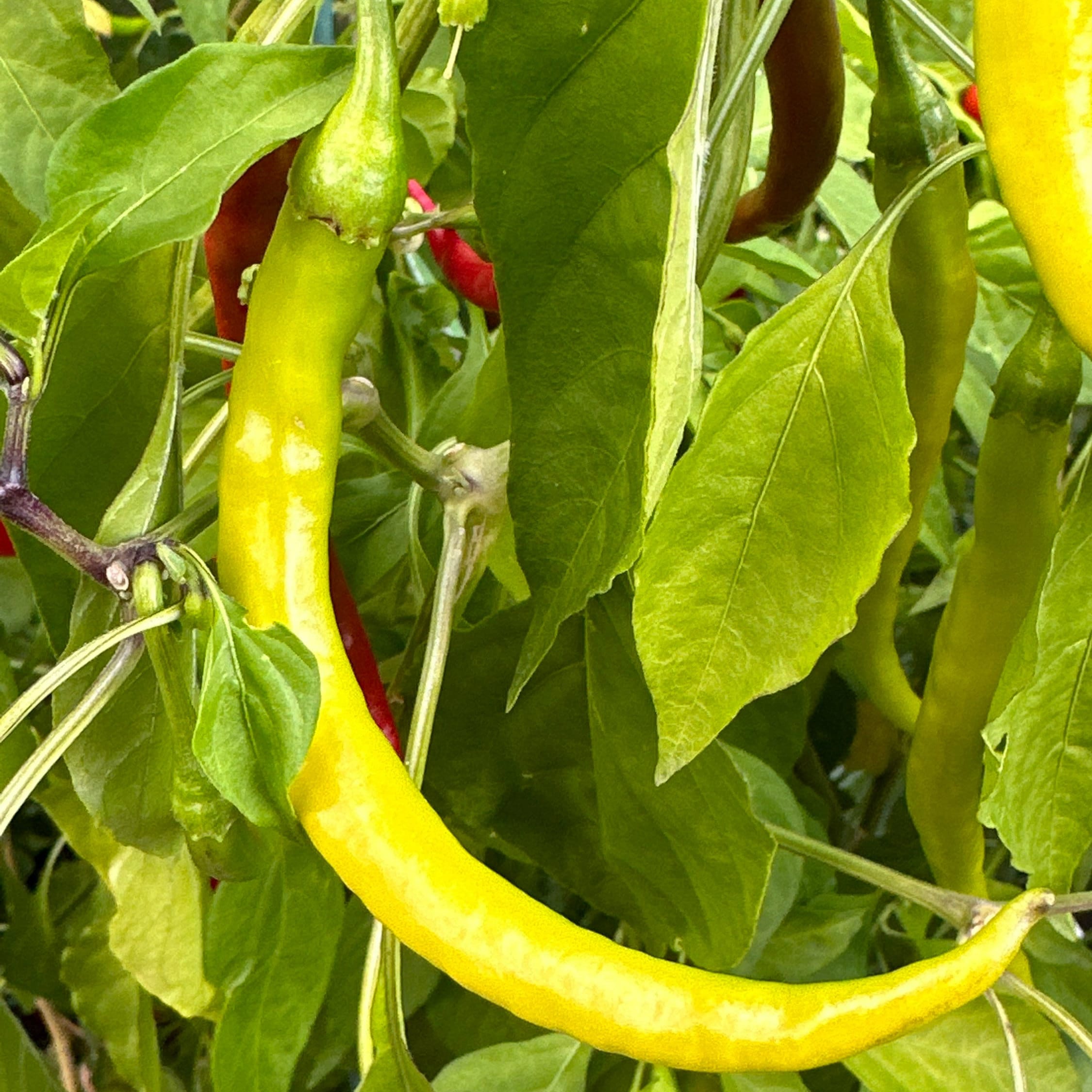 Long Cayenne Pepper Seeds - Hot & Spicy (20+ Seeds)