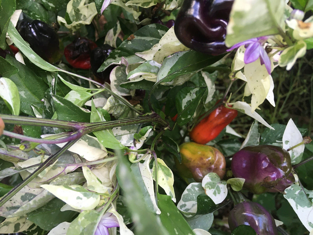 Mystery Pepper Seed Pack -Mike's Pick - 20+ Pepper Seeds