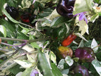 Mystery Pepper Seed Pack -Mike's Pick - 20+ Pepper Seeds