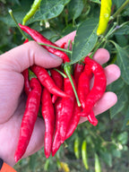 Tree Finger Red  F4  Pepper Seeds -   20+ Hot Pepper Seeds