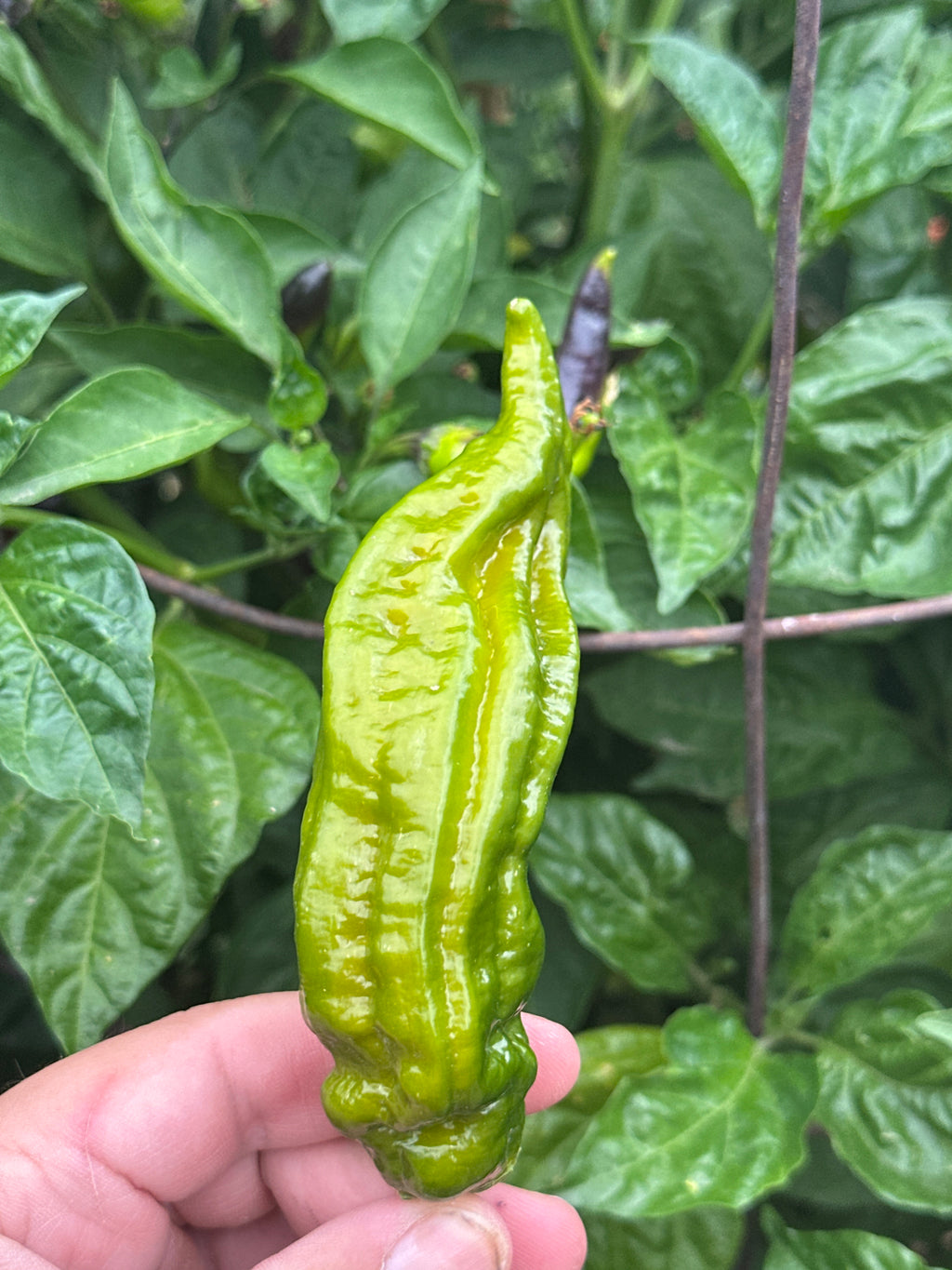 7 Pot Evergreen Long Cross F2 Pepper Seeds - 20+ Super-Hot Pepper Seeds