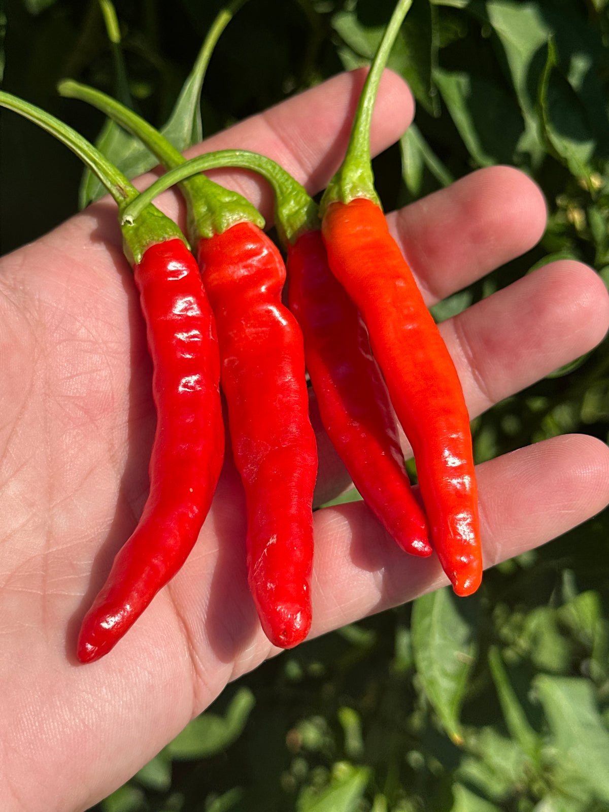 Mike's Mystery Red Pepper Seeds - Hot & Spicy (20+ Seeds)