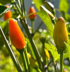 Tree Habanero Pepper Seeds - 20+ Hot, Open Pollinated Seeds
