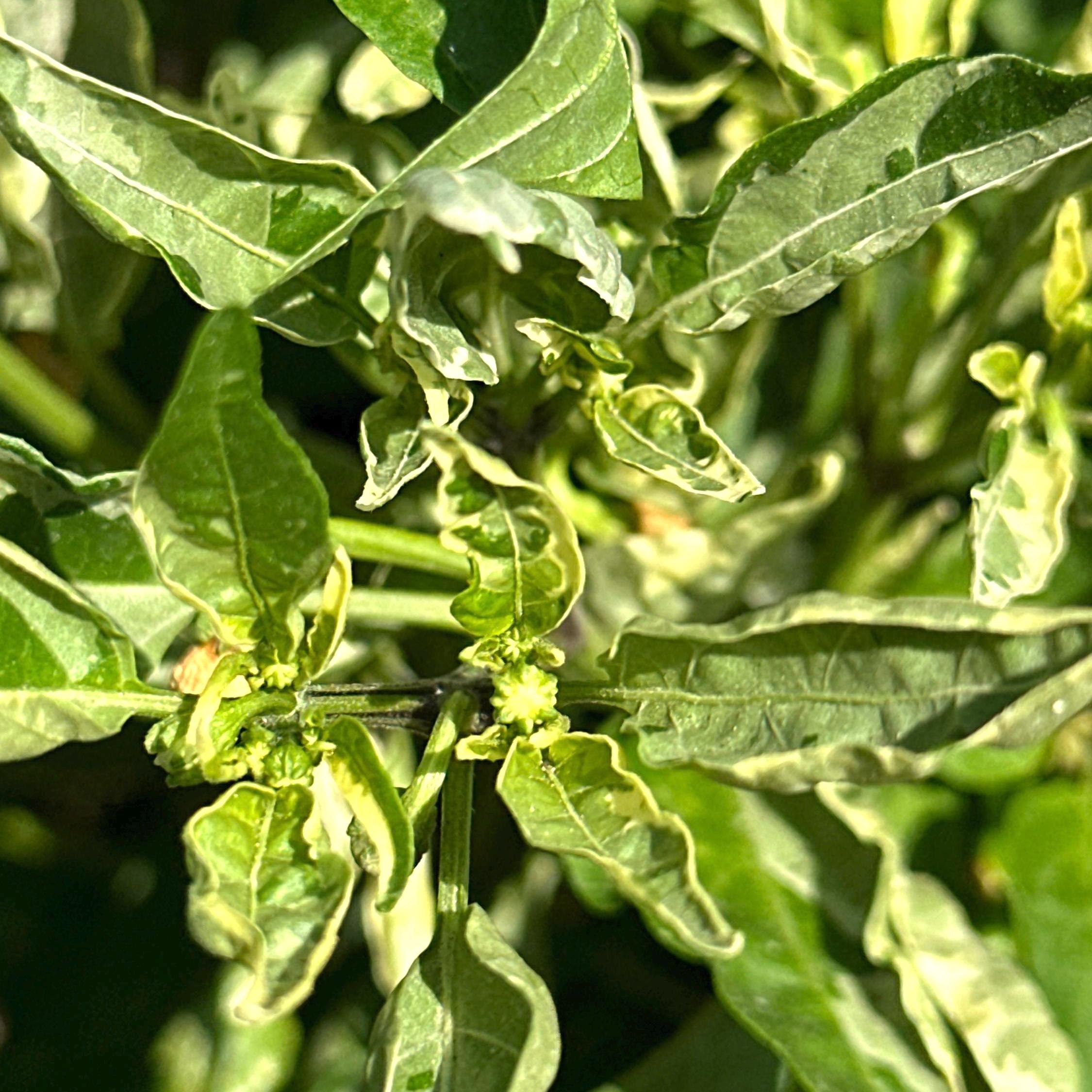 Variegated Chocolate  Space Chili Afterglow  Pepper Seeds -   20+ Pepper Seeds
