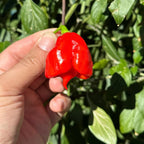 Reaper Smooth F2 Pepper Seeds - (20+ Super Hot Pepper Seeds