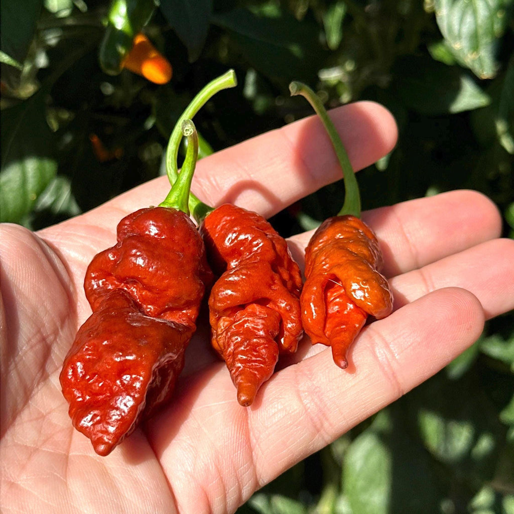 Svarog Chocolate F3 Pepper Seeds - 20+ Super Hot
