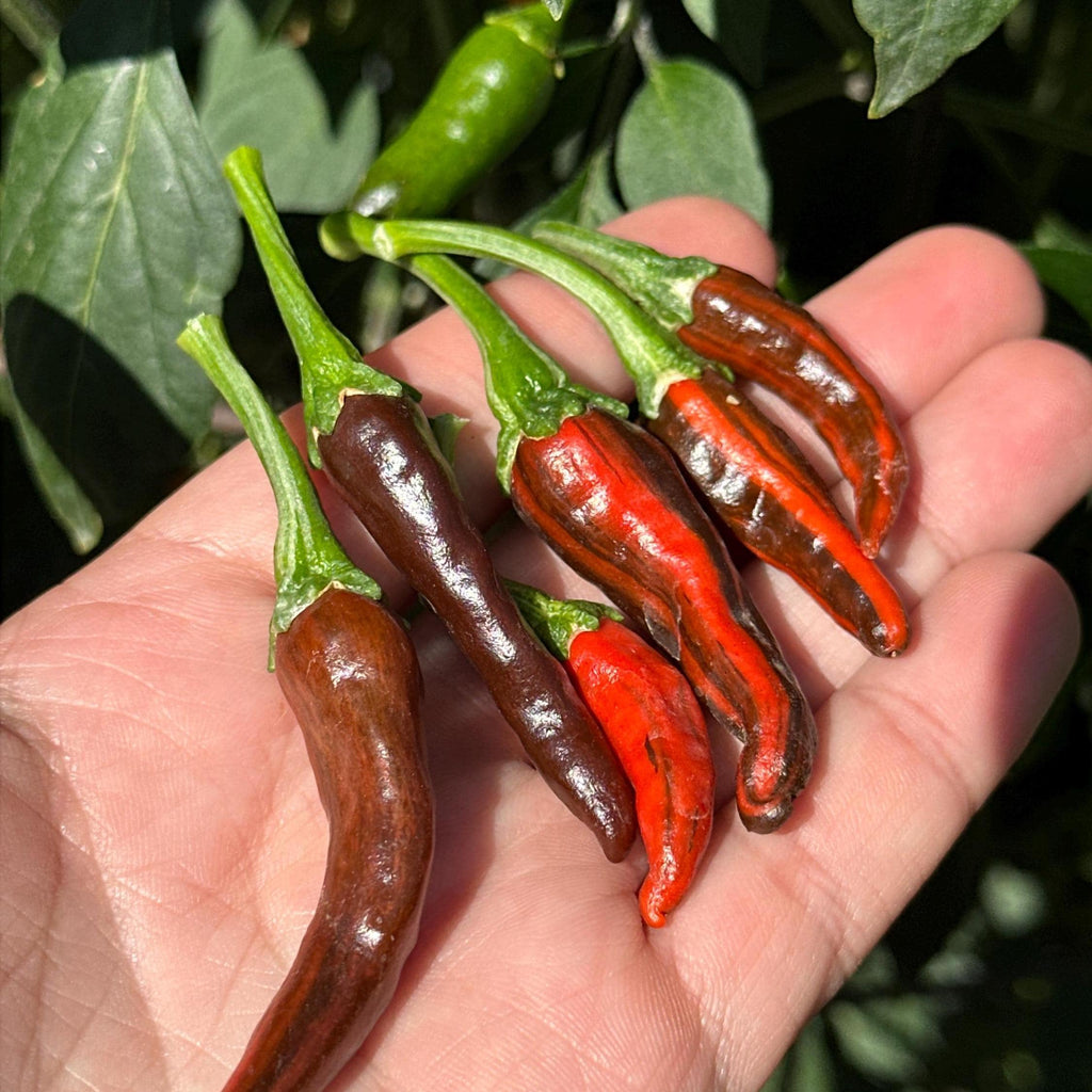 Variegated Chocolate  Space Chili Afterglow  Pepper Seeds -   20+ Pepper Seeds