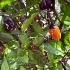 Black Tongue Scorpion Pepper -   20+ Pepper Seeds