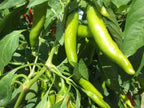 Fat Cayenne PepperSeeds -   20+ Hot Pepper Seeds