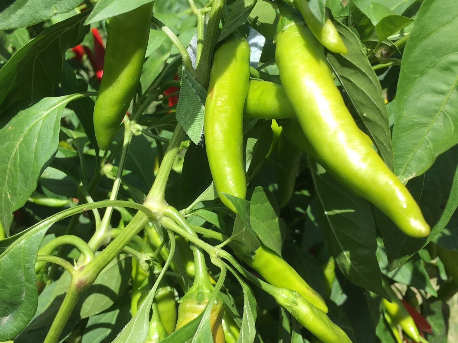 Fat Cayenne PepperSeeds -   20+ Hot Pepper Seeds