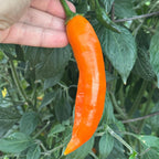 Aji Amarillo Pepper Seeds – Capsicum Baccatum (20+ Seeds)