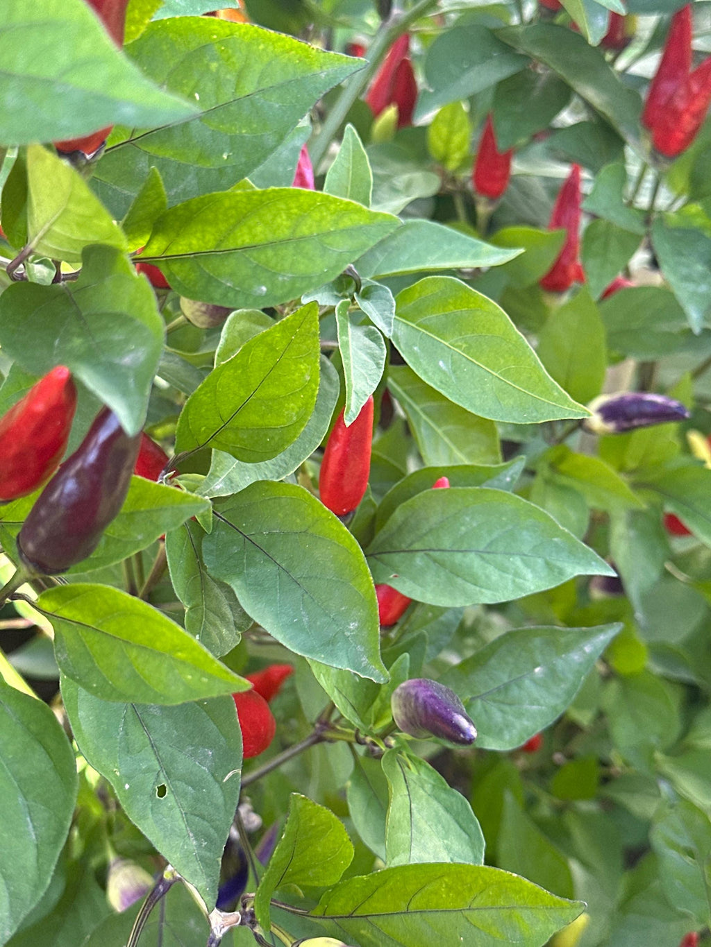 Tabasco Specialty Cross Pepper Seeds  -  20+ Pepper Seeds