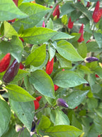 Tabasco Specialty Cross Pepper Seeds  -  20+ Pepper Seeds