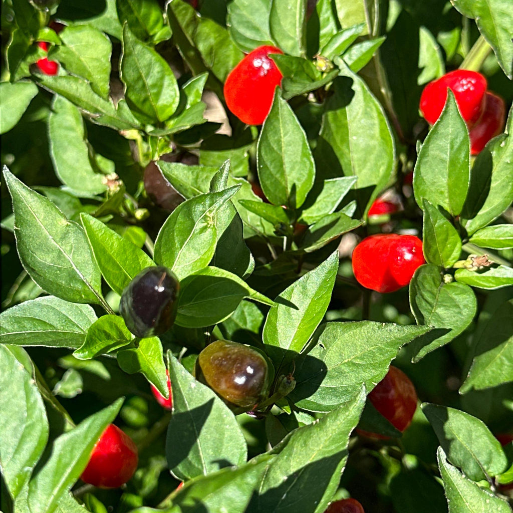 Purple Wild Brazil Cross F2 Seeds - Hot Pepper (20+ Seeds)