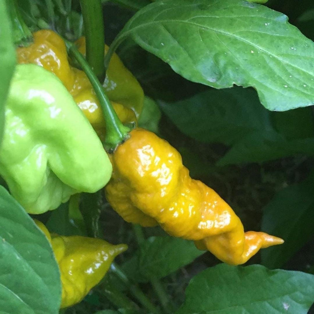 Mustard Carbonero Cross Pepper Seeds  -  20+ Hot Pepper Seeds