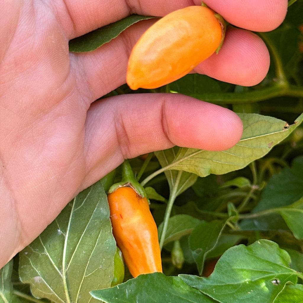 Big Inca Orange Drop F3 Pepper Seeds -   20+ Pepper Seeds