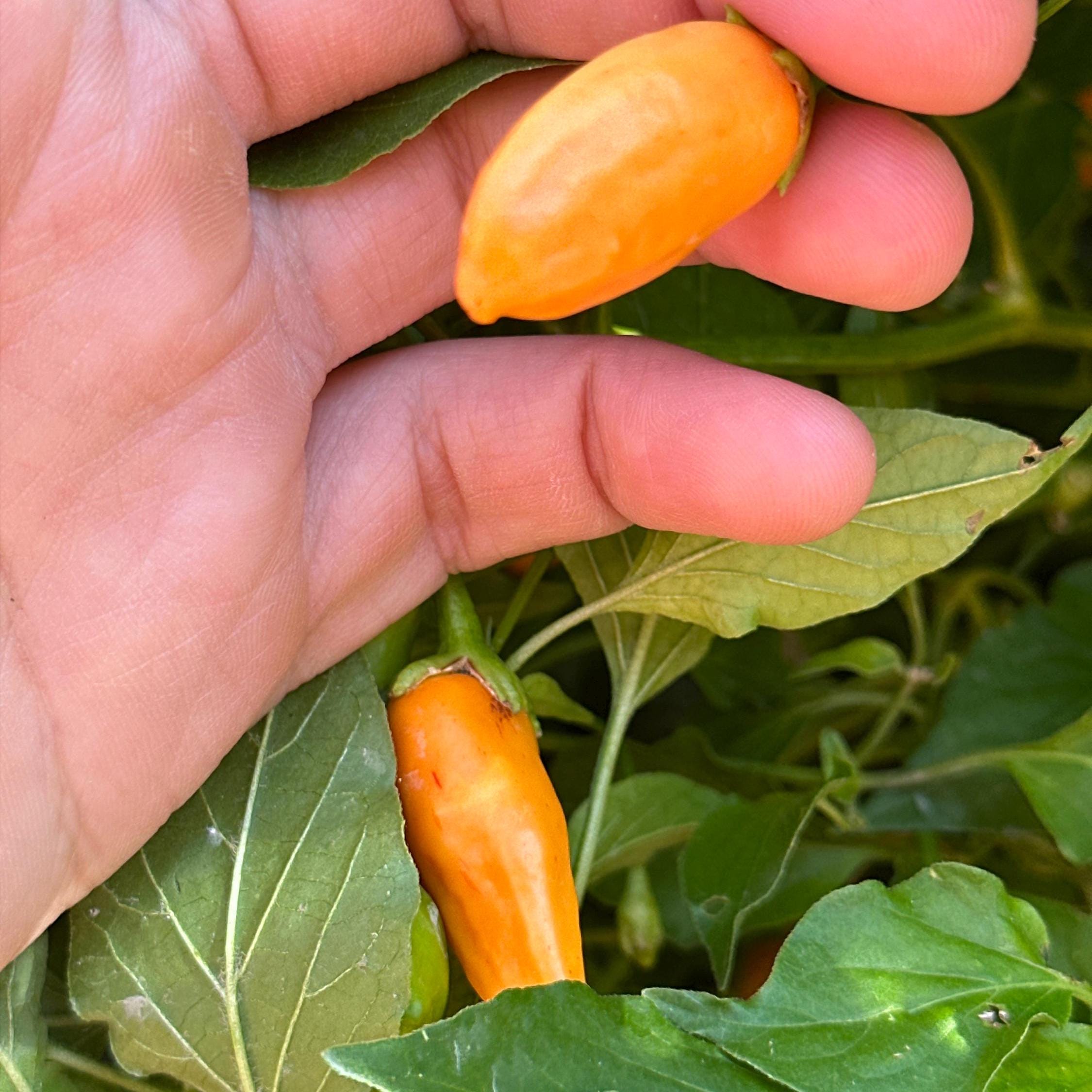 Big Inca Orange Drop F3 Pepper Seeds -   20+ Pepper Seeds