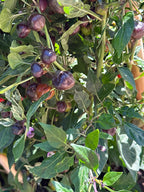 Variegated Filius Blue Pepper Seeds: Colorful Hot Peppers (20+ Seeds)