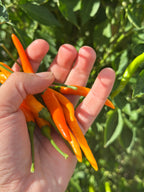 Tree Finger Orange F2 Pepper Seeds - 20+ Hot Pepper Seeds