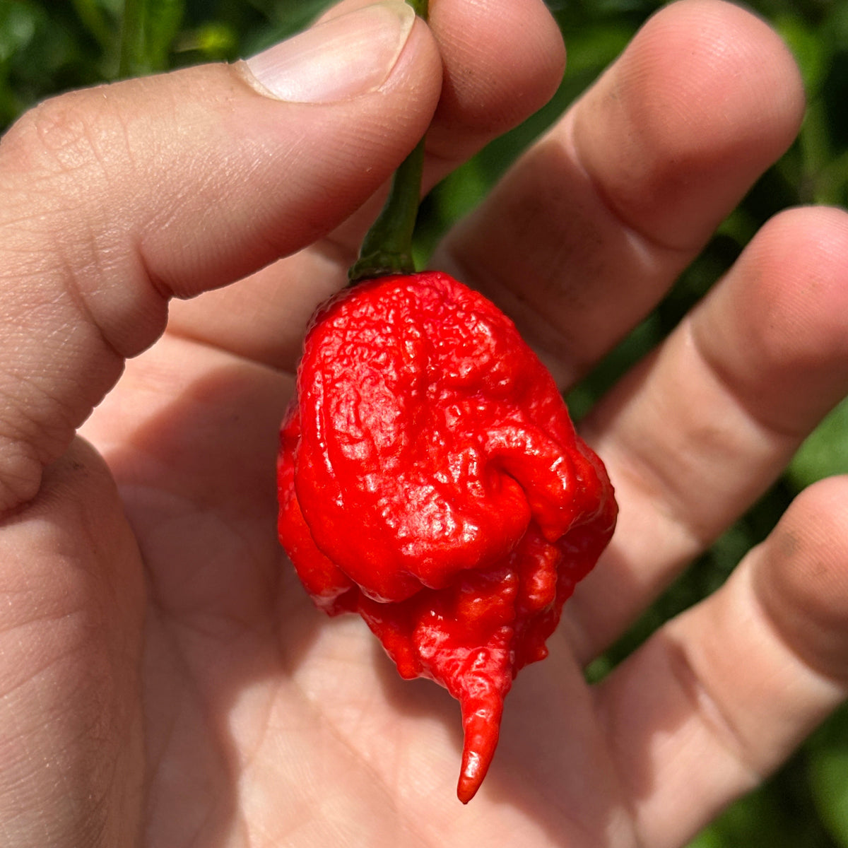 Reaper  Pepper Seeds - 20+ Super Hot Pepper Seeds
