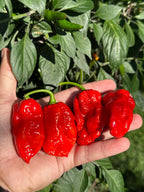 Jamaican Habanero Cross F3 Pepper Seeds - 20+ Hot Seeds