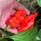 Fools Scorpion Cross Pepper Seeds -  20+ Pepper Seeds