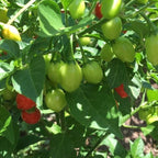 Aji Charapita Cross Red Pepper Seeds  -  20+ Hot Pepper Seeds