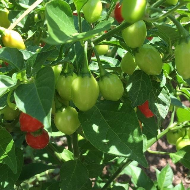 Aji Charapita Cross Red Pepper Seeds  -  20+ Hot Pepper Seeds