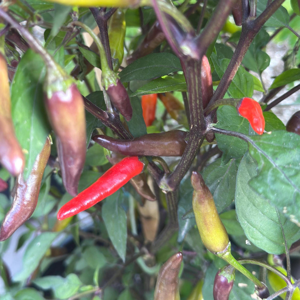 Dreamcatcher X Bleeding Rawit NB -   20+ Pepper Seeds