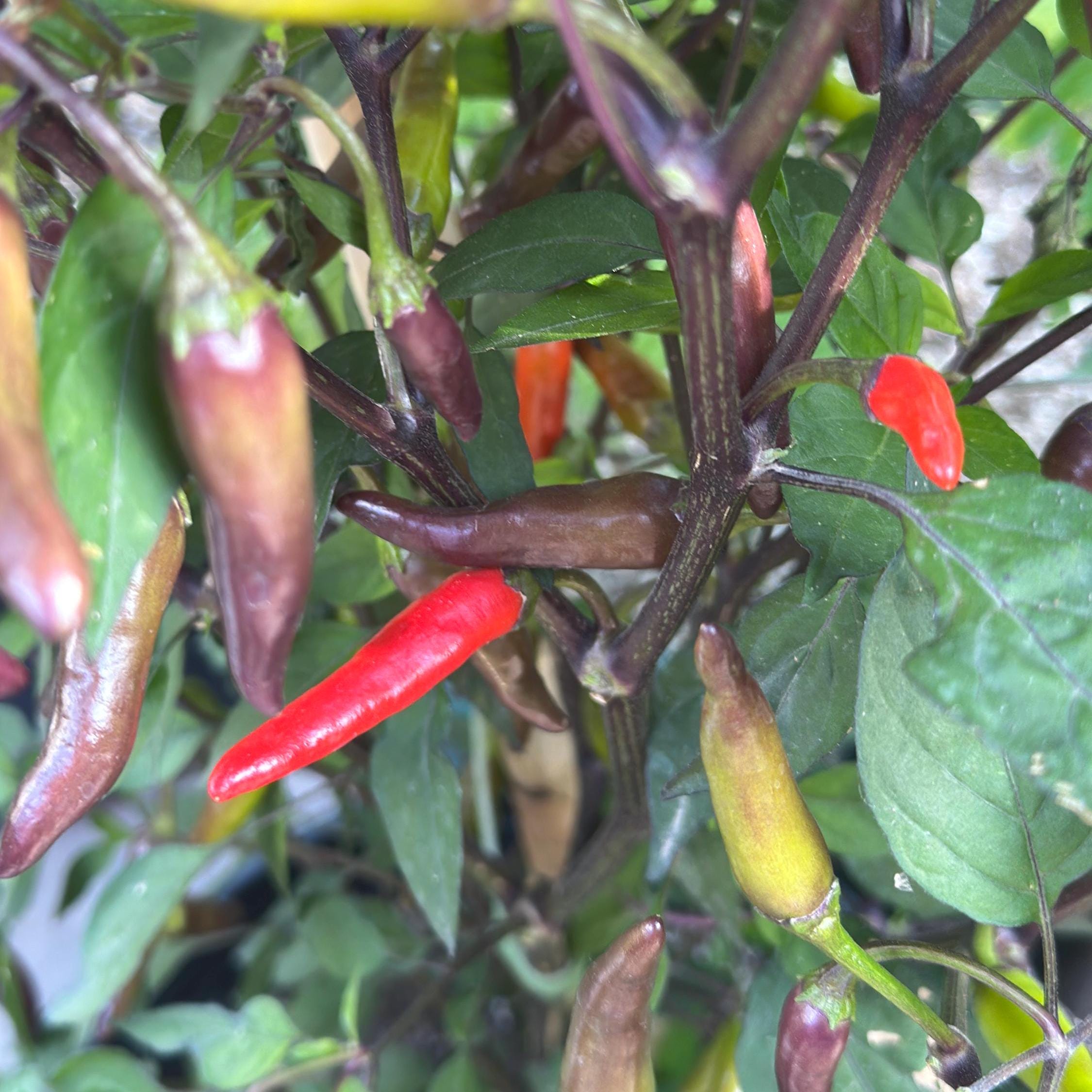 Dreamcatcher X Bleeding Rawit NB -   20+ Pepper Seeds