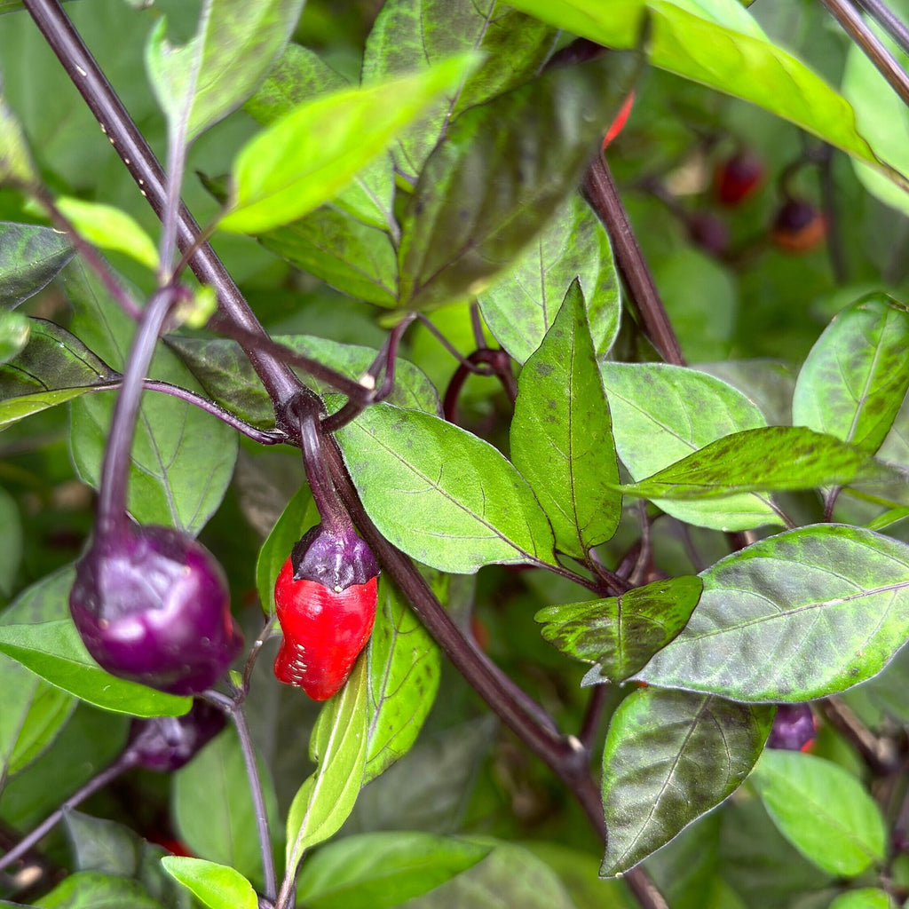 Black Tongue Scorpion Pepper -   20+ Pepper Seeds