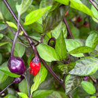 Black Tongue Scorpion Pepper -   20+ Pepper Seeds