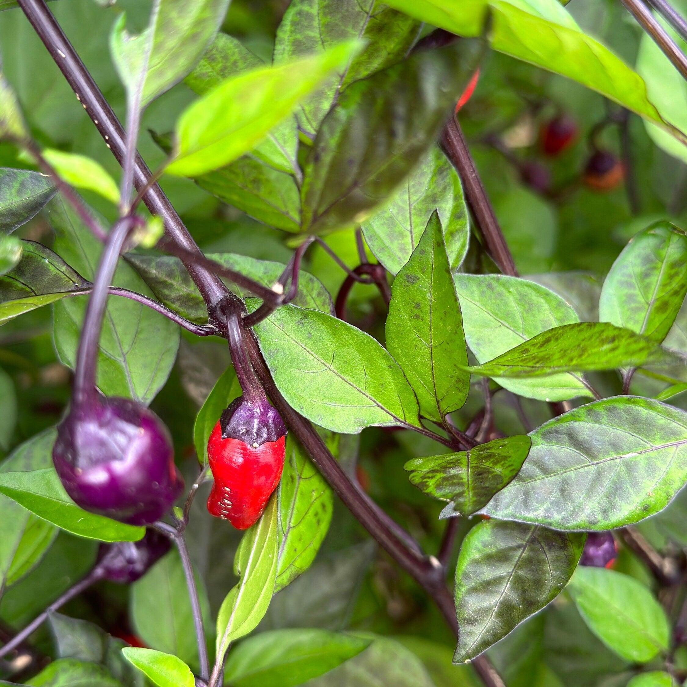 Black Tongue Scorpion Pepper -   20+ Pepper Seeds