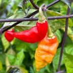 7 - Pack Pepper Seed Combo Deal - 140+ Pepper Seeds