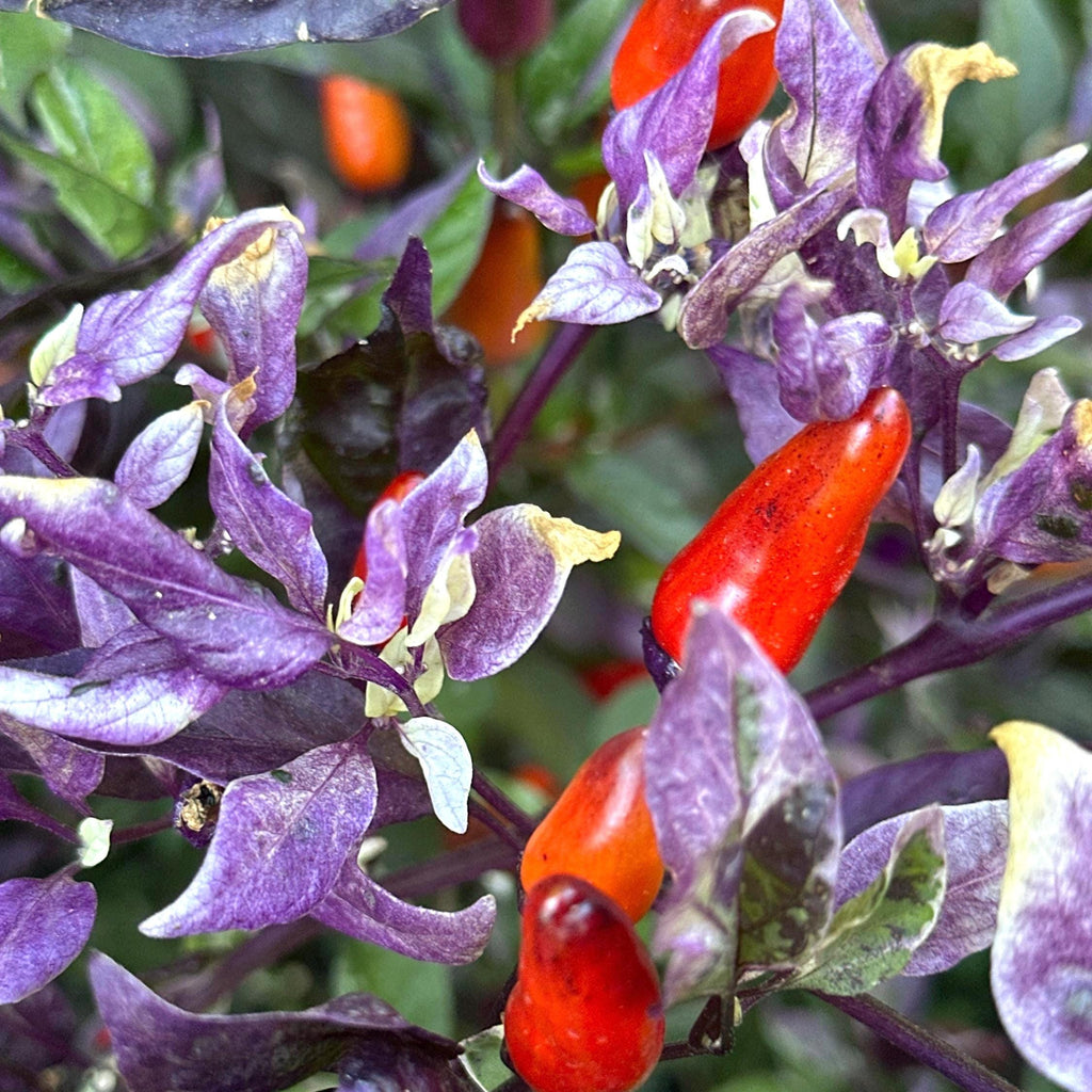 Mixed Variegated Pepper Seed Variety Pack Unlabeled Seeds - 25+  Rare Pepper Seeds