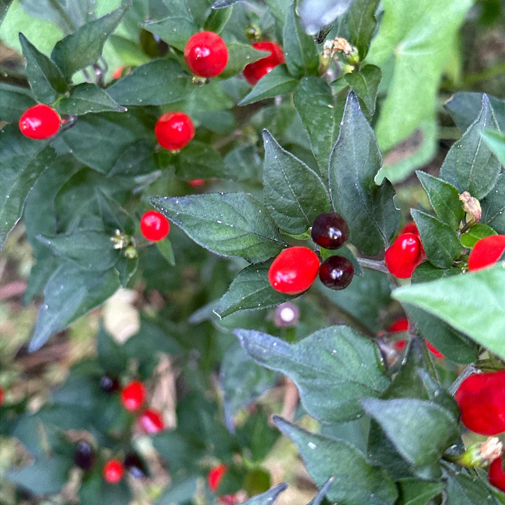 Purple Texas Rice Cross F2 Pepper Seeds – Hot Sauce Variety (20+ Seeds)