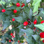 Purple Texas Rice Cross F2 Pepper Seeds – Hot Sauce Variety (20+ Seeds)