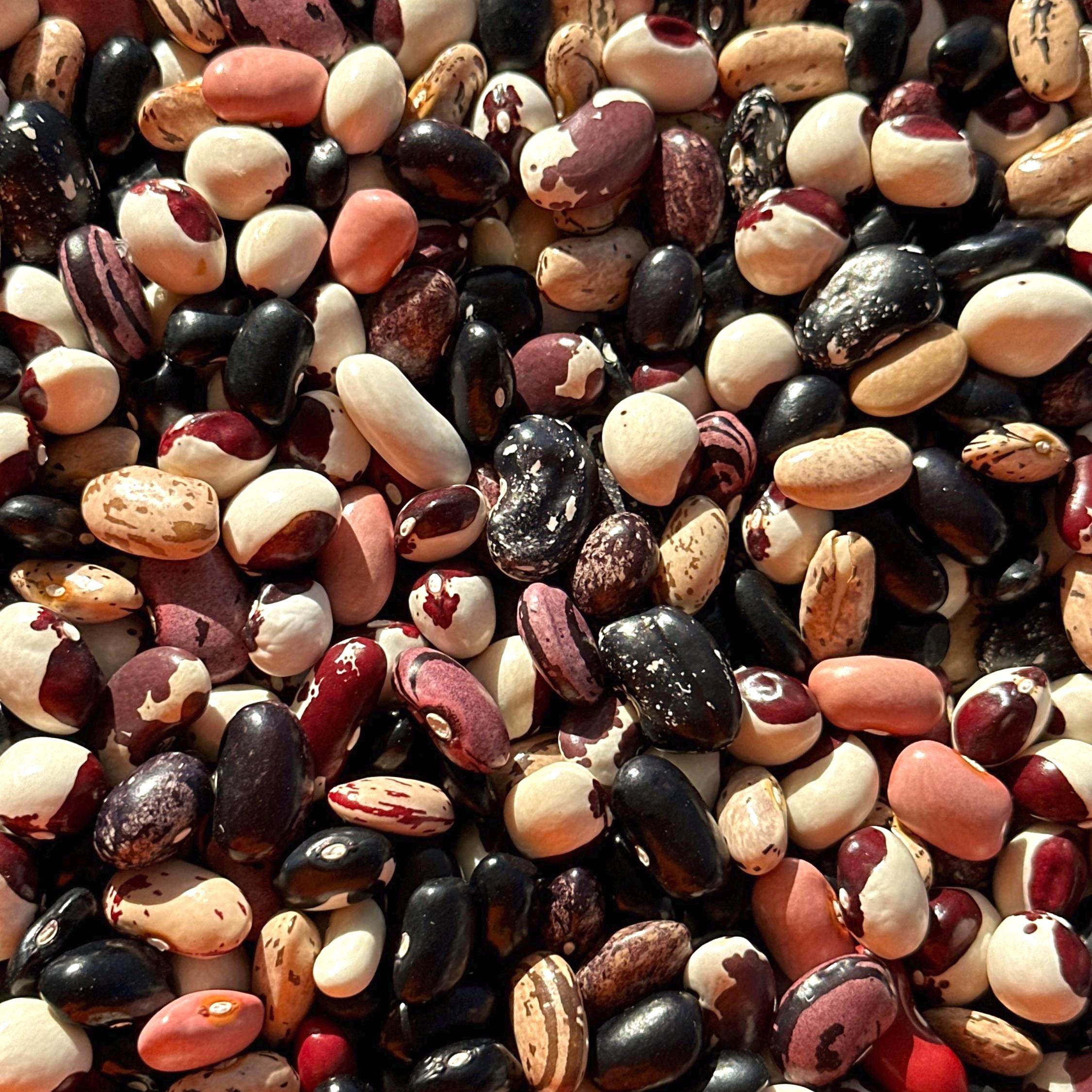 Dry Pole Bean Seeds- Mikes colorful mix, Pole bean Assortment- 25 + Seeds