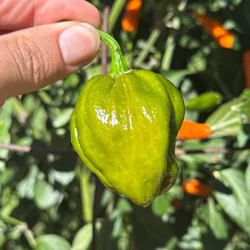 7 Pot Evergreen Pepper Seeds - 20+ Super-Hot Capsicum Chinense