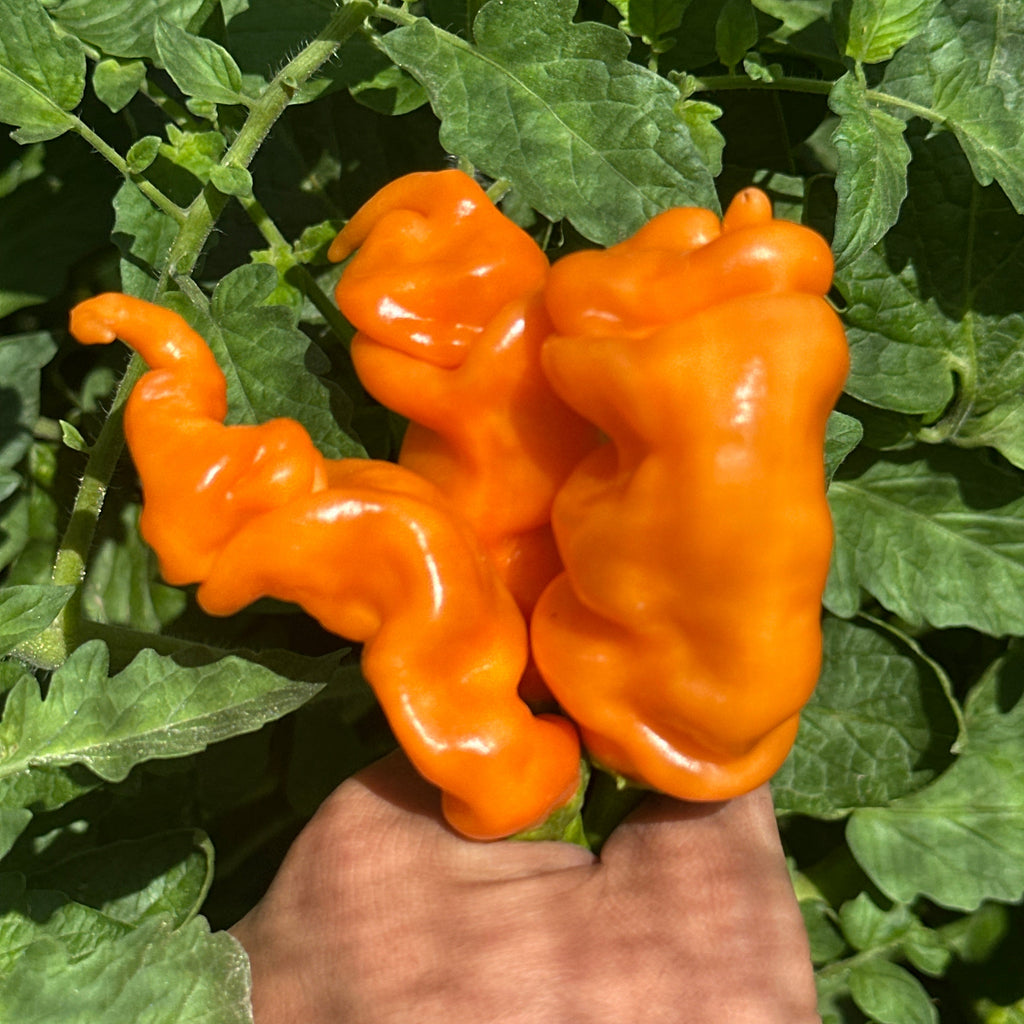 Orange Peter Pepper Seeds - 20+ Hot Pepper Seeds
