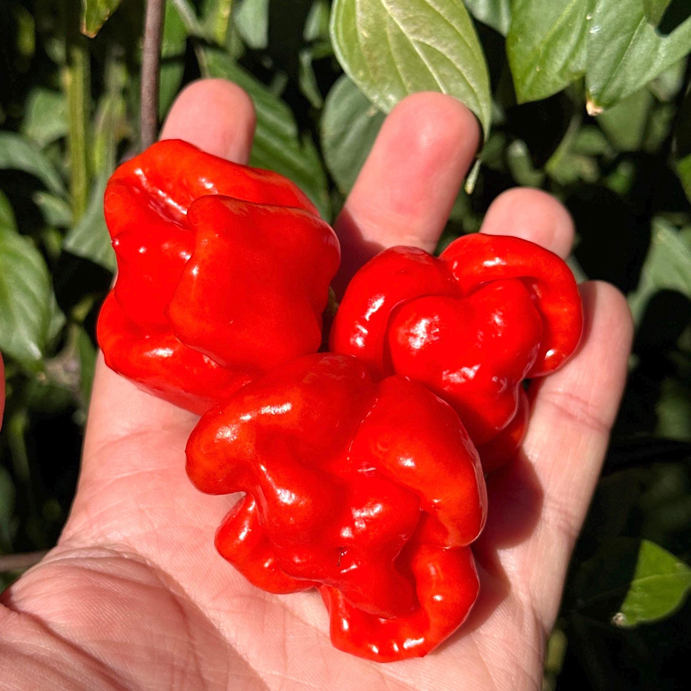 Reaper Smooth F2 Pepper Seeds - (20+ Super Hot Pepper Seeds
