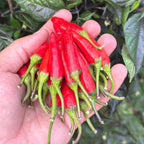 Dreamcatcher X Bleeding Rawit NB -   20+ Pepper Seeds