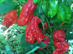 Mystery Pepper Seed Pack -Mike's Pick - 20+ Pepper Seeds